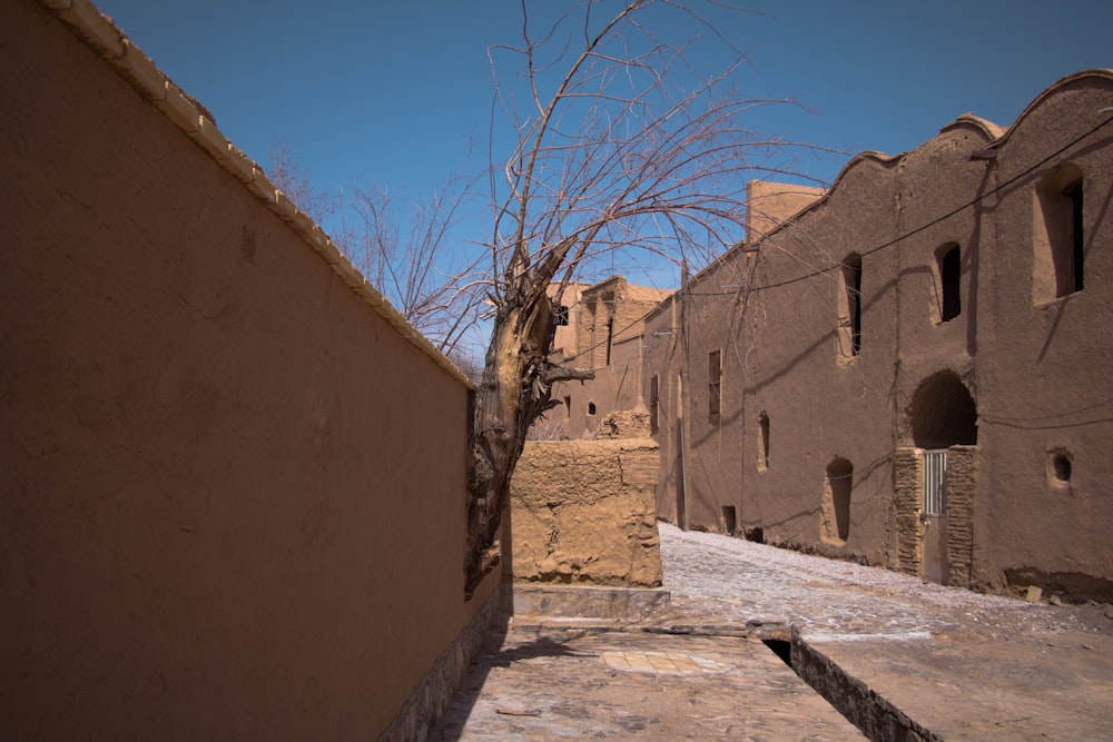 bare tree beside brown concrete building during daytime