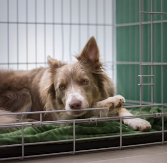 brown short coated dog lying on green metal cage