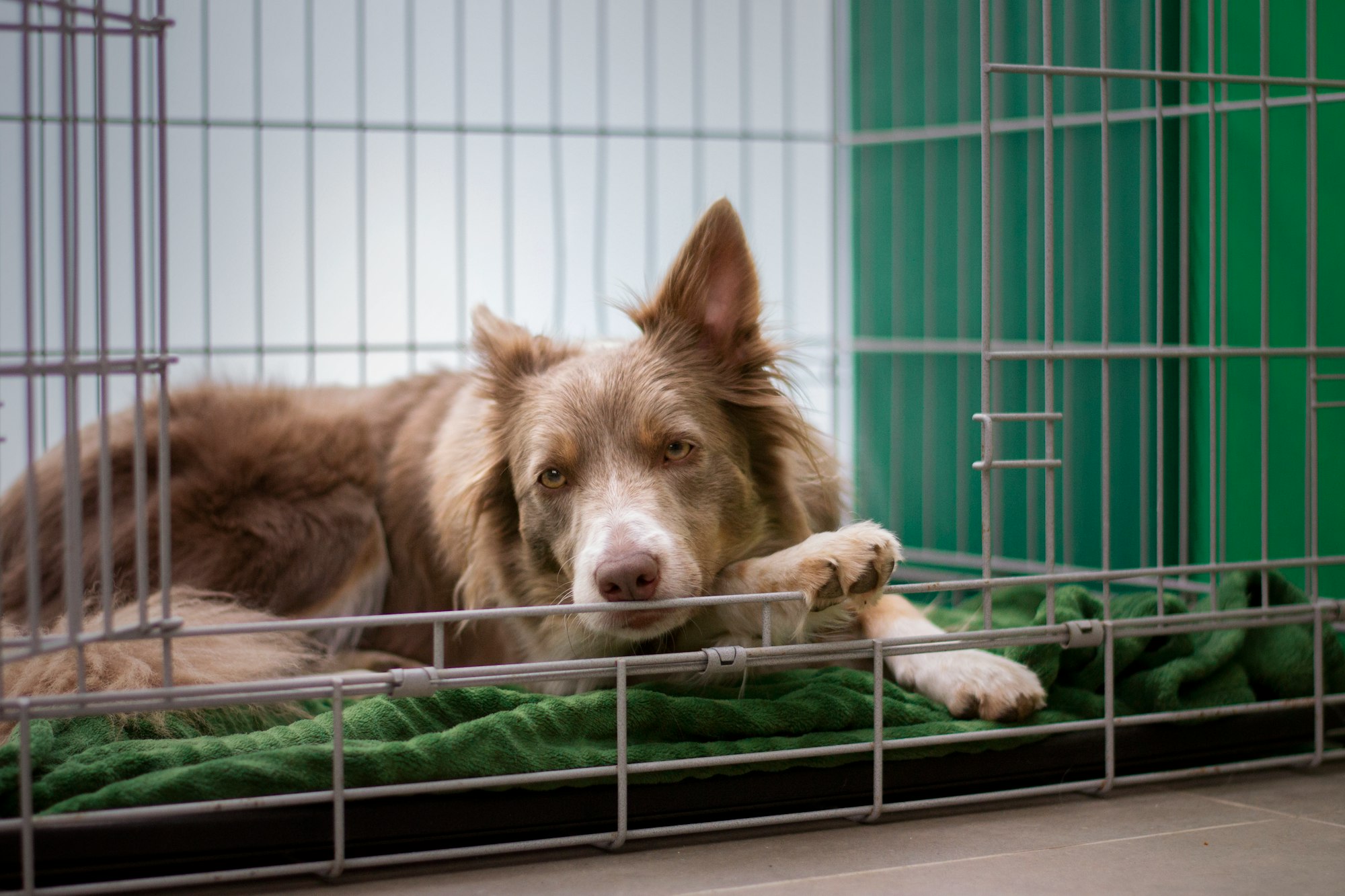 brown short coated dog lying on green metal cage