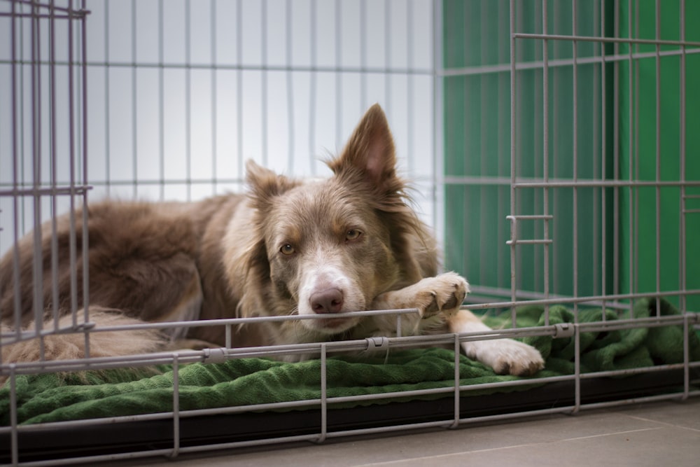 cão marrom de pelagem curta deitado na gaiola de metal verde