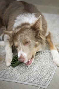 Juguete resistente hueso