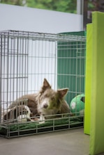 Brown and white collie dog in cage.