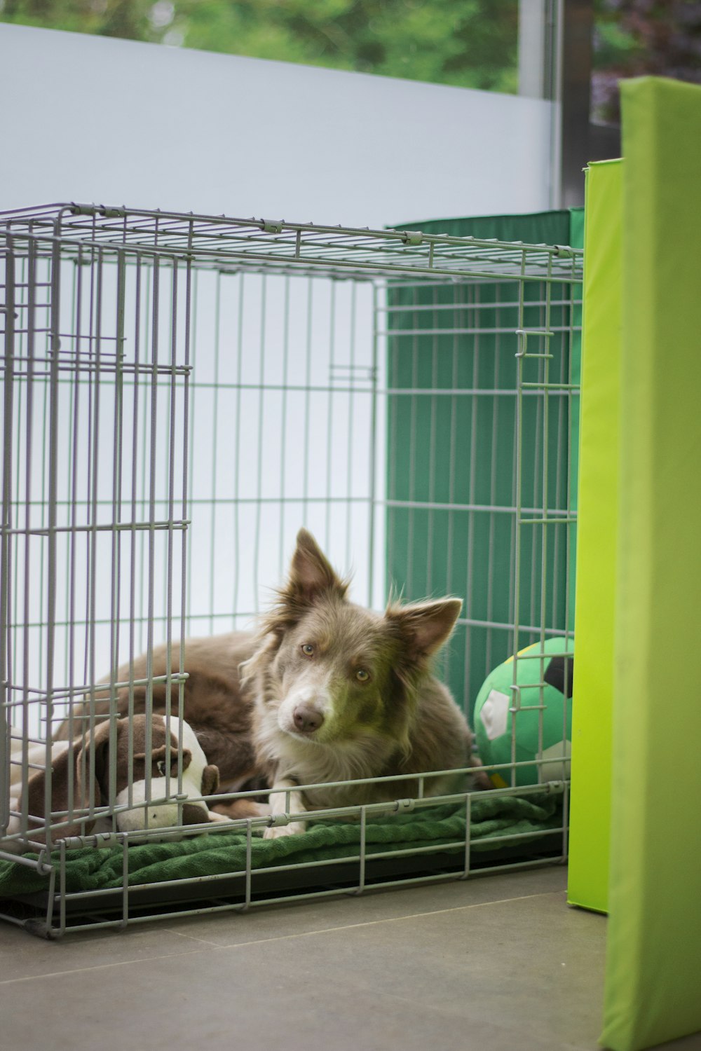 brown and white short coated dog in cage