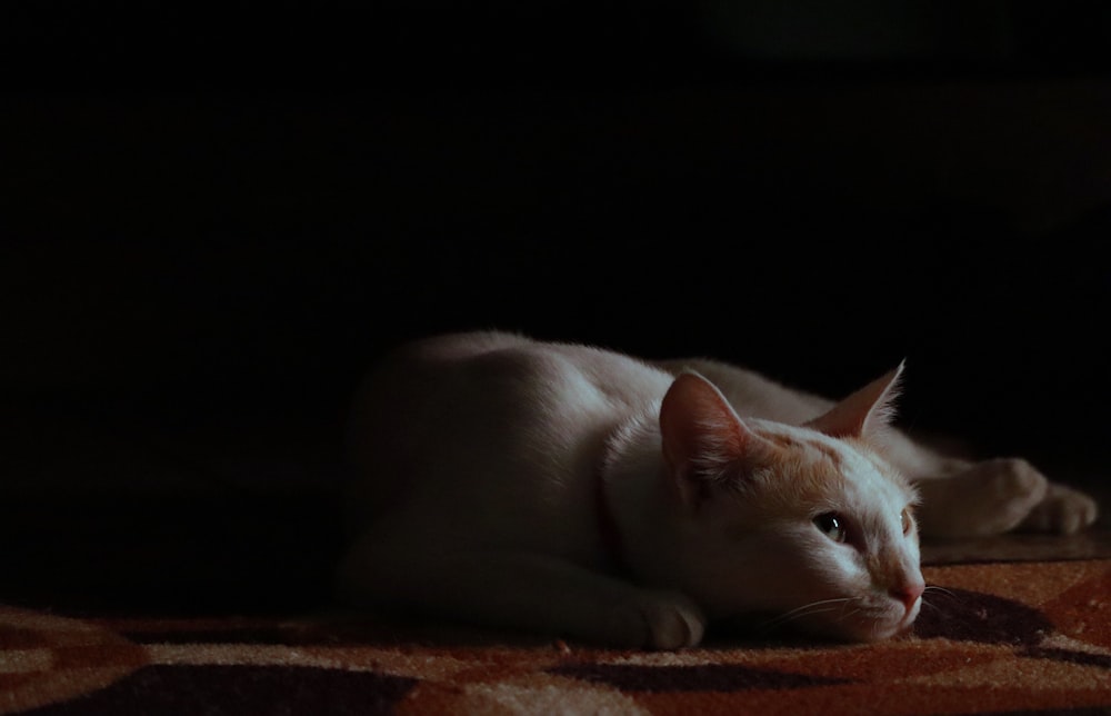 white cat lying on brown textile