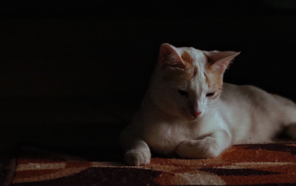 white cat lying on brown concrete floor