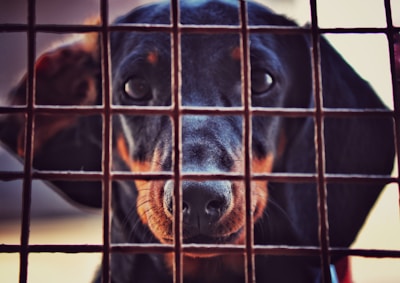 A dachshund with a black and tan coat peers through a grid-like fence. The dog's face is centered and closely framed by the metal bars, creating a sense of confinement. The lighting highlights the dog's expressive eyes and smooth fur.