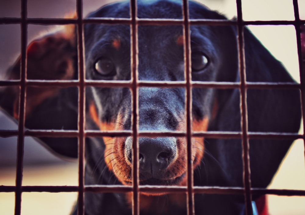 black and brown short coated dog