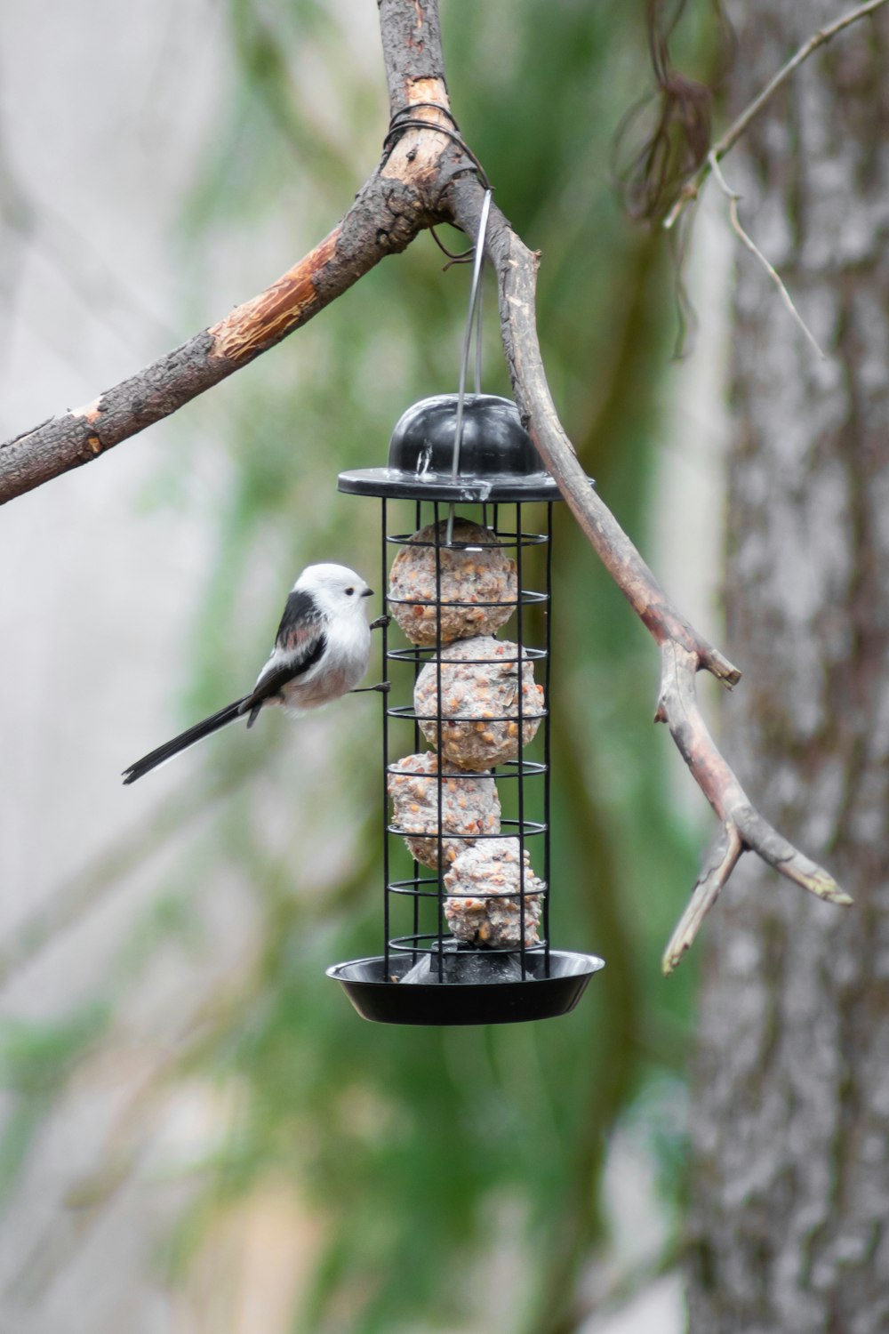 white and black bird on black metal bird cage