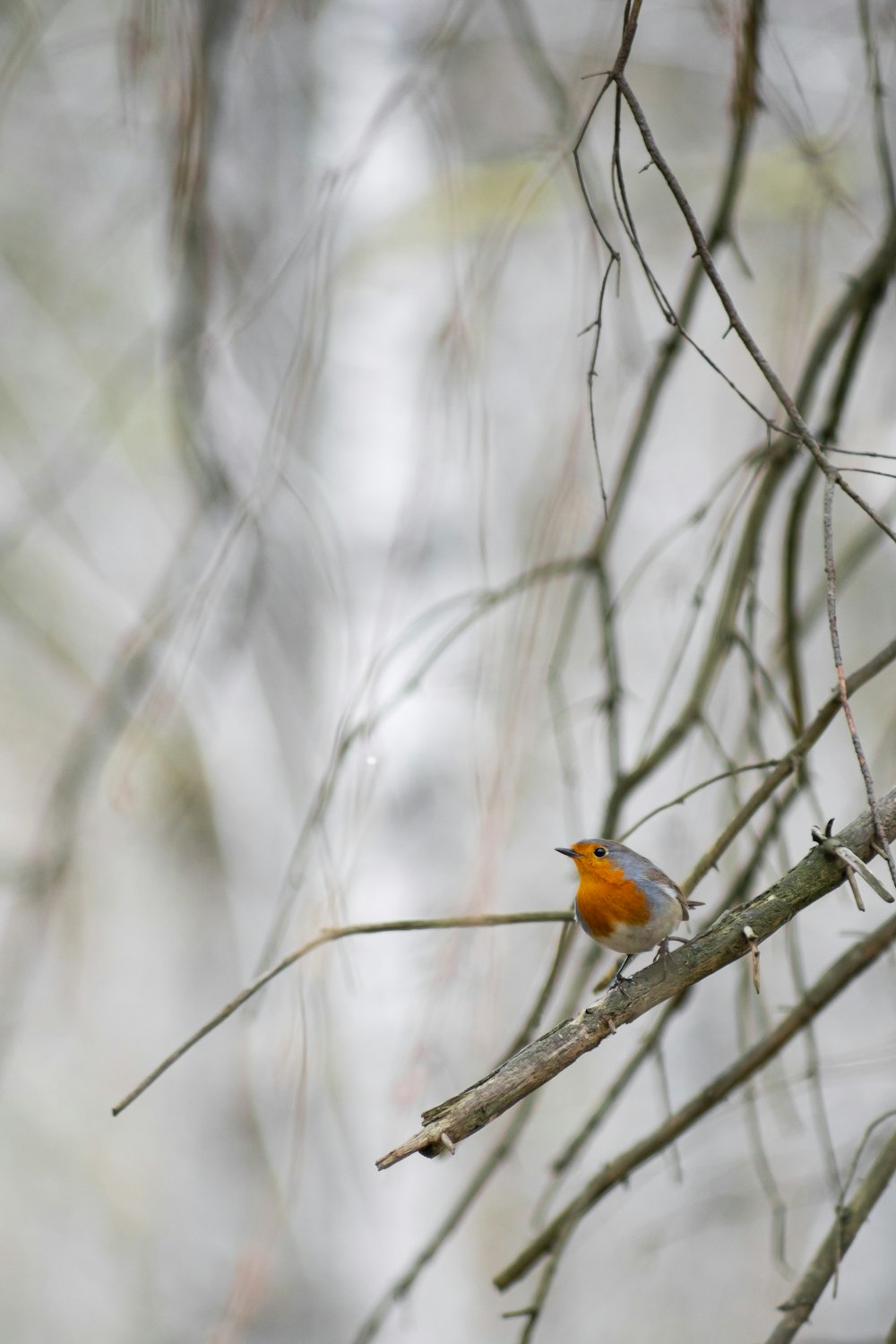 Uccello arancione e nero sul ramo marrone dell'albero durante il giorno