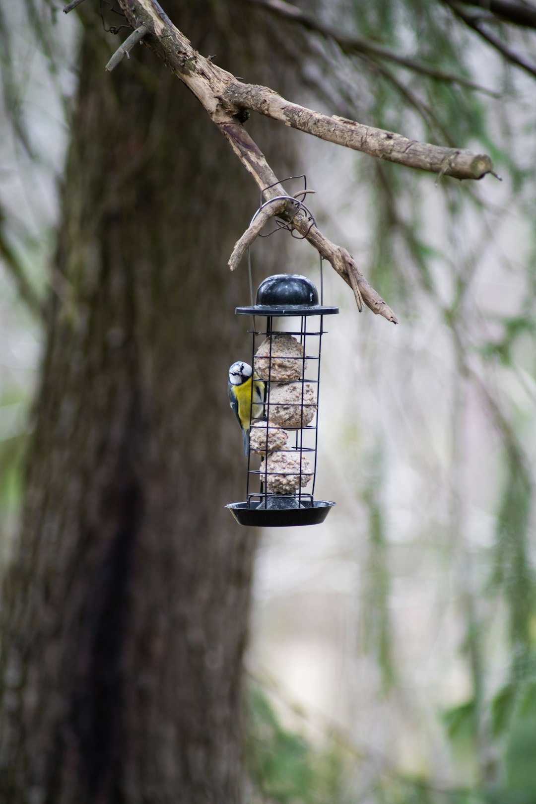 yellow and black bird on brown wooden bird feeder