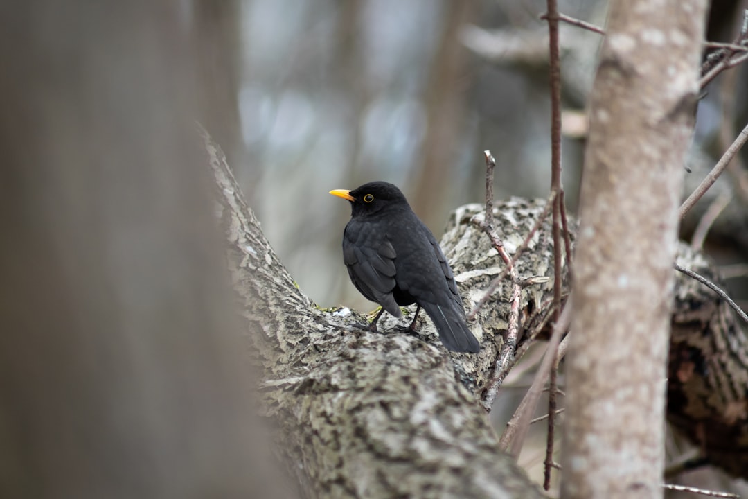 black bird on brown tree branch