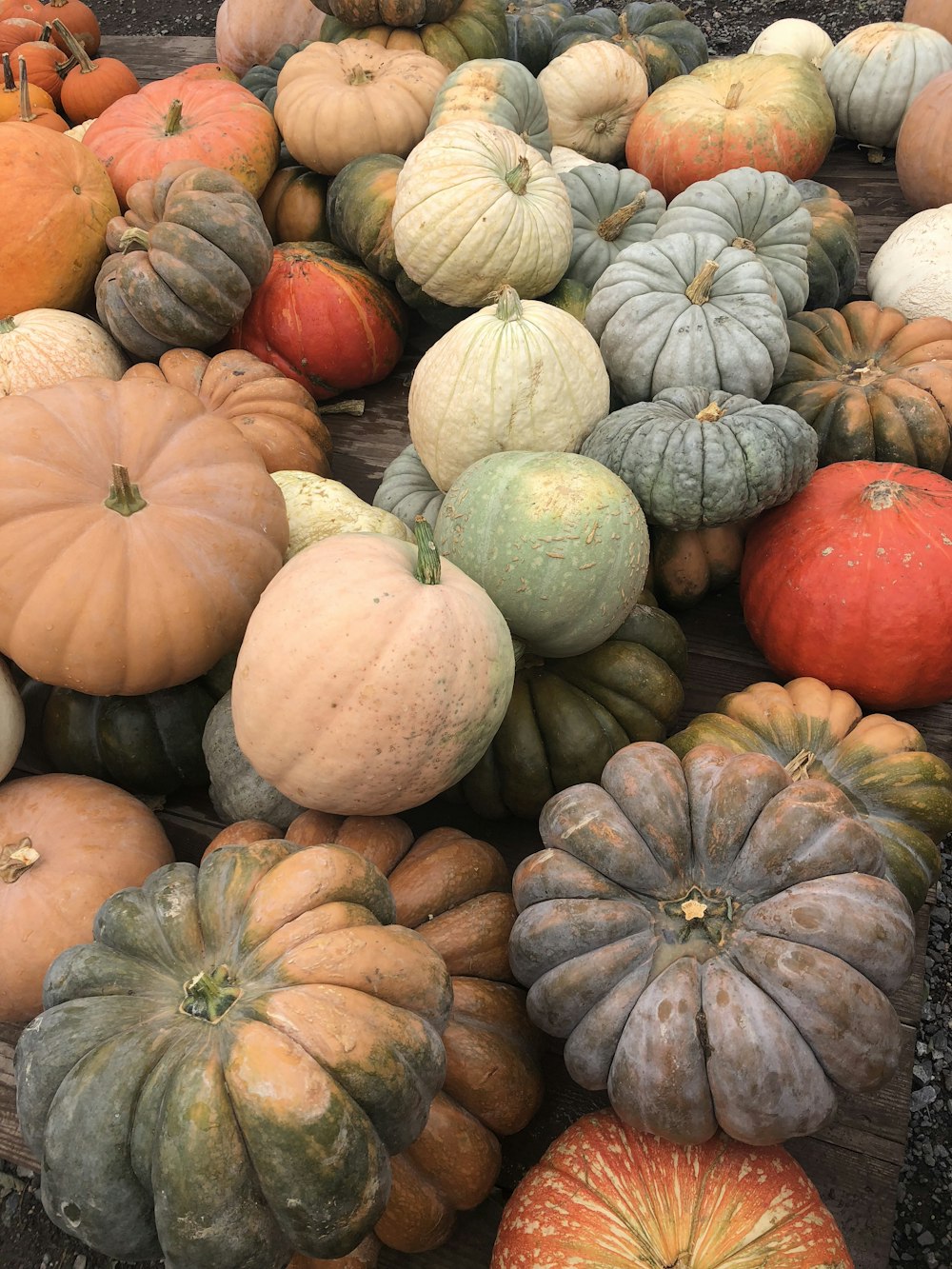 orange and green pumpkins on ground