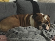 A sleepy bulldog curled up on a cozy blanket by a fireplace.