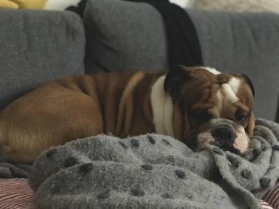 A sleepy bulldog lounging comfortably on a cozy knitted blanket indoors.