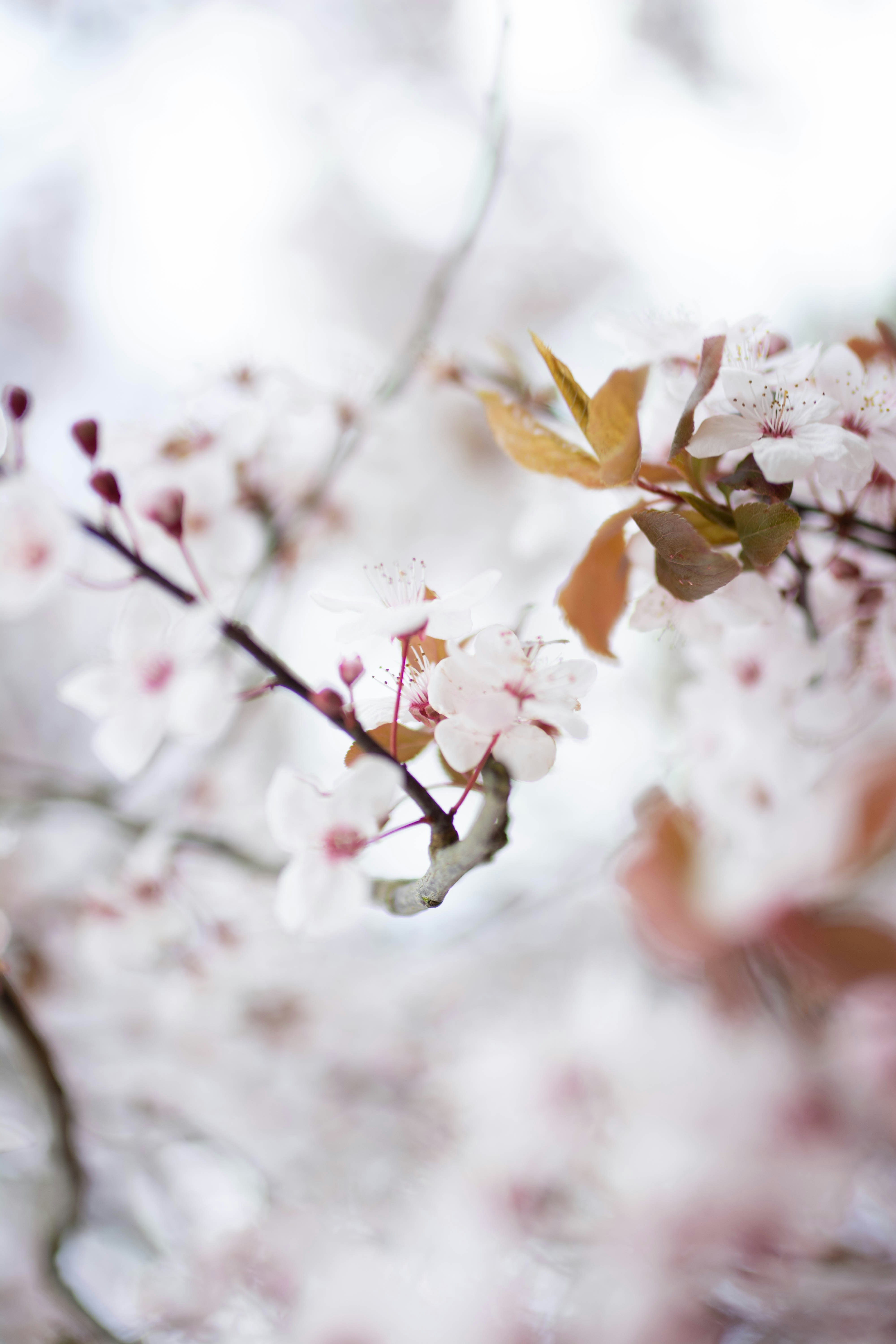 Photo by mihaicostache