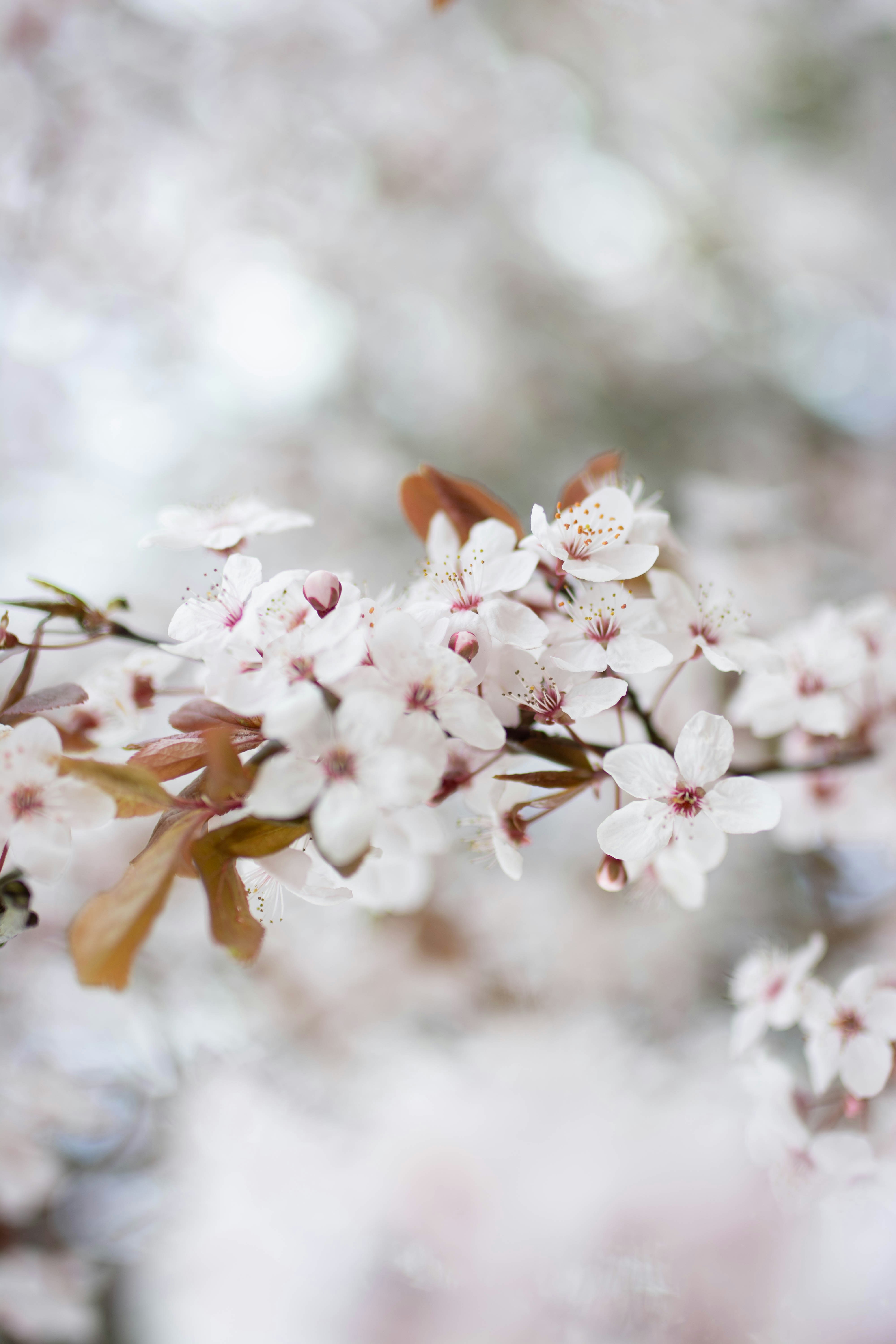 Photo by mihaicostache