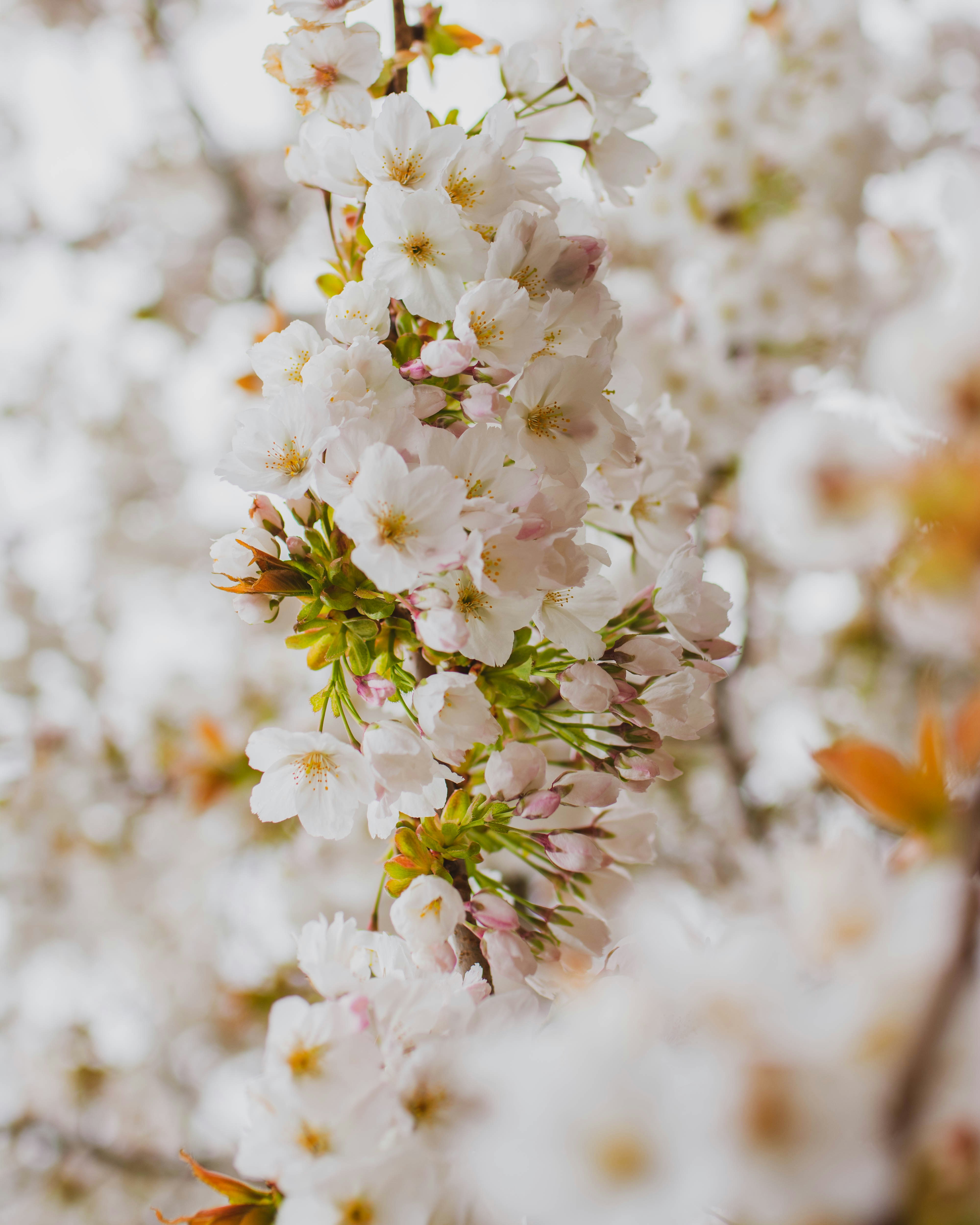 Photo by mihaicostache