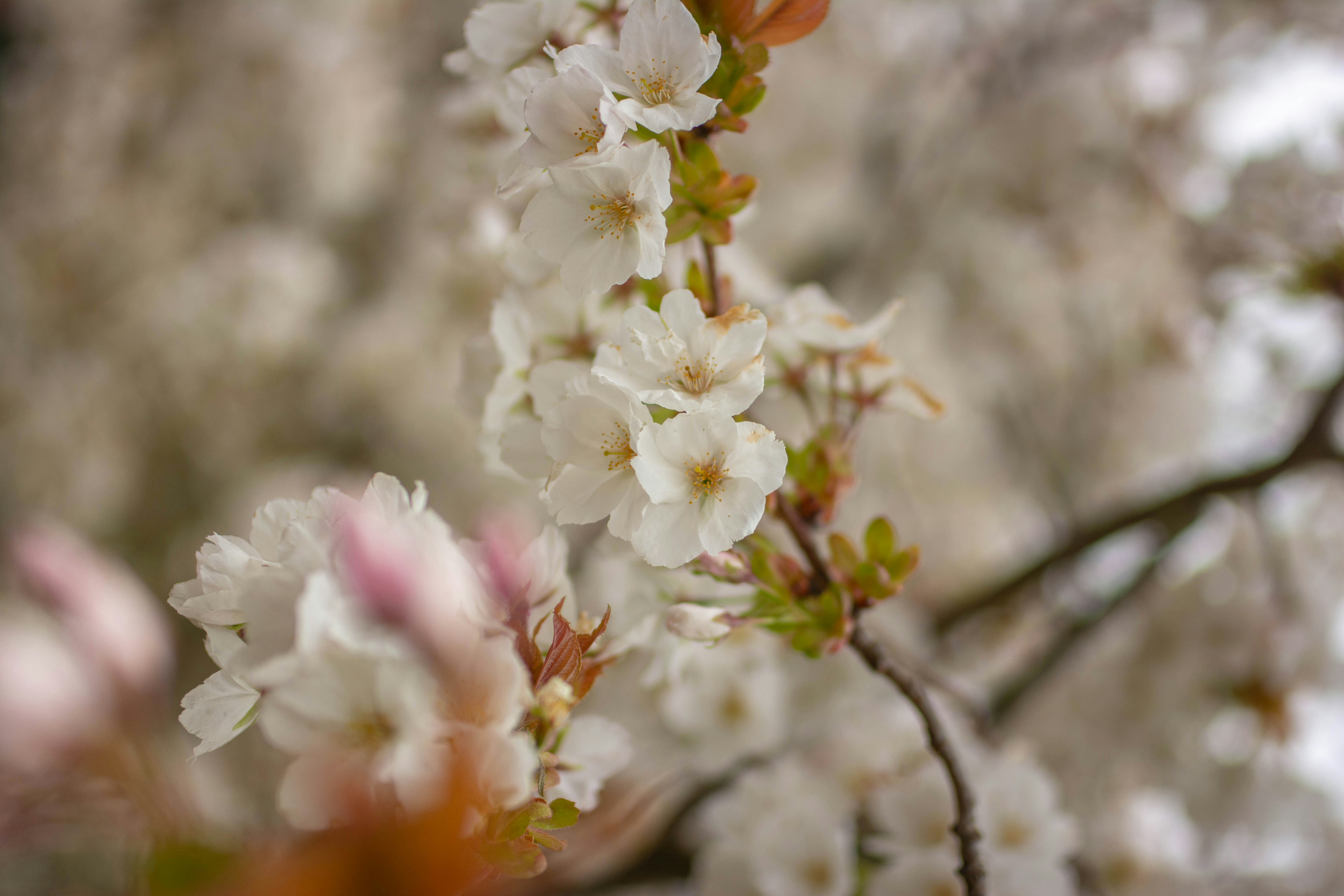 Photo by mihaicostache