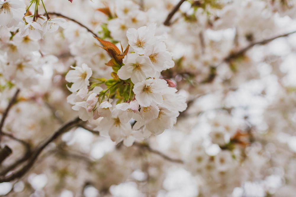 white cherry blossom in close up photography