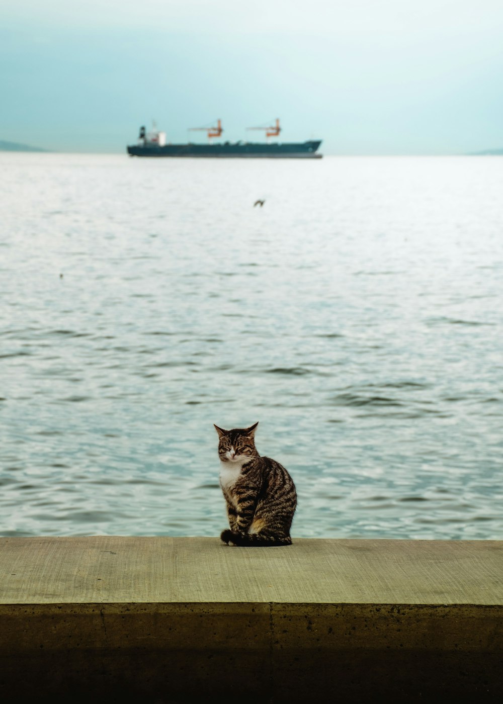 Gato atigrado marrón sentado en el muelle de madera marrón durante el día