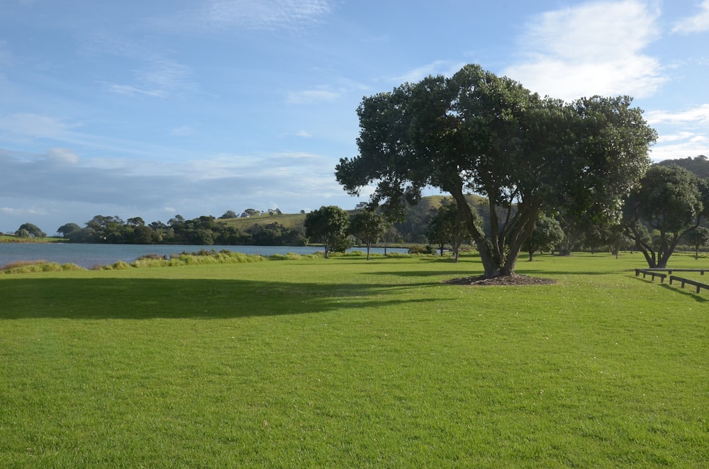 green grass field with green trees under blue sky during daytime