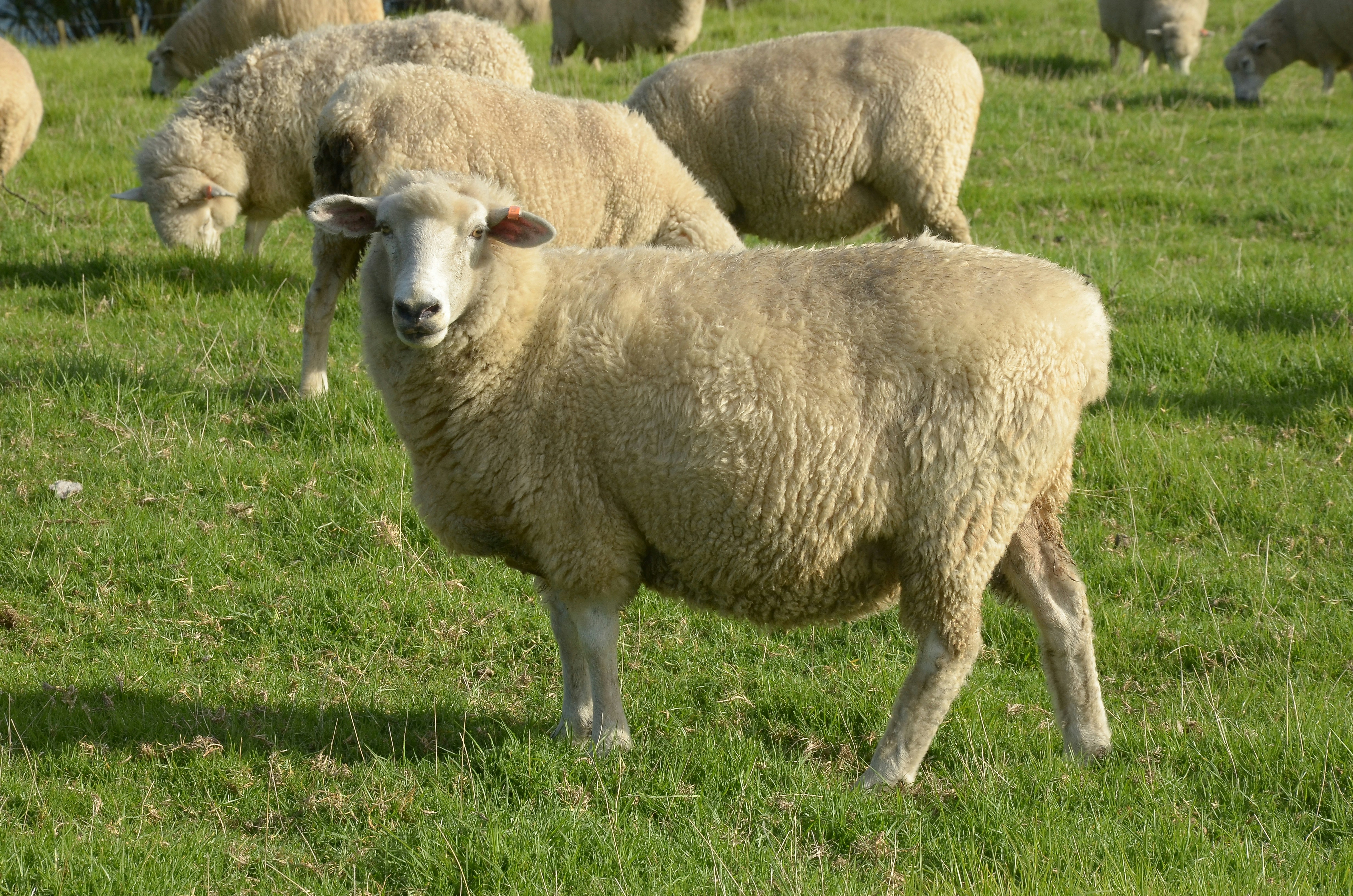 herd of sheep on green grass field during daytime