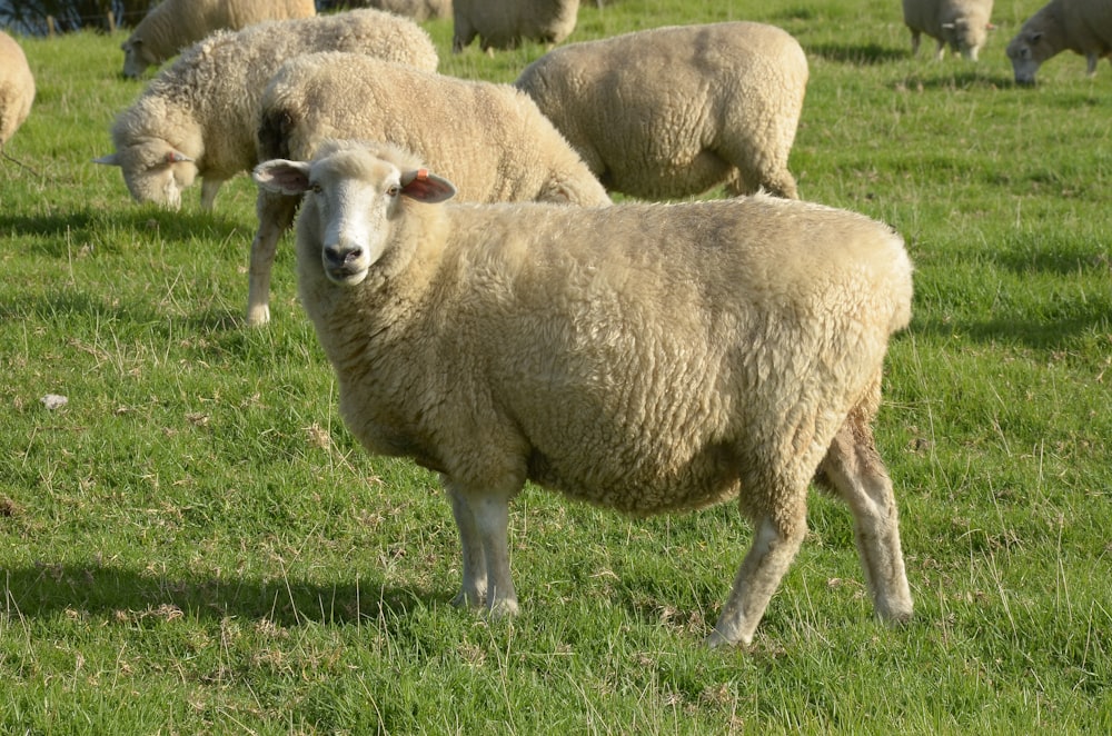 herd of sheep on green grass field during daytime