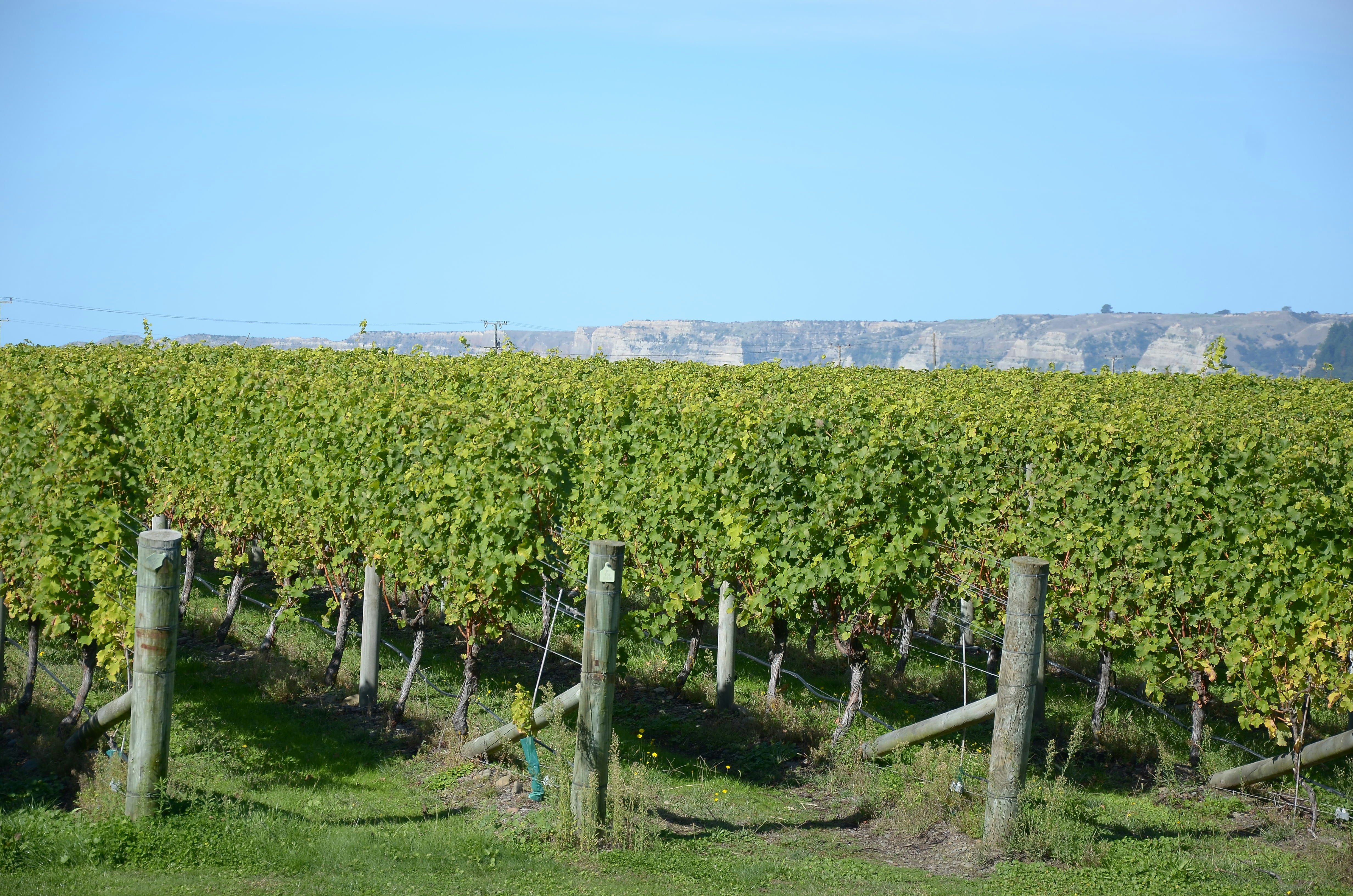Grape Vines under clear blue sky with mountains in distance
