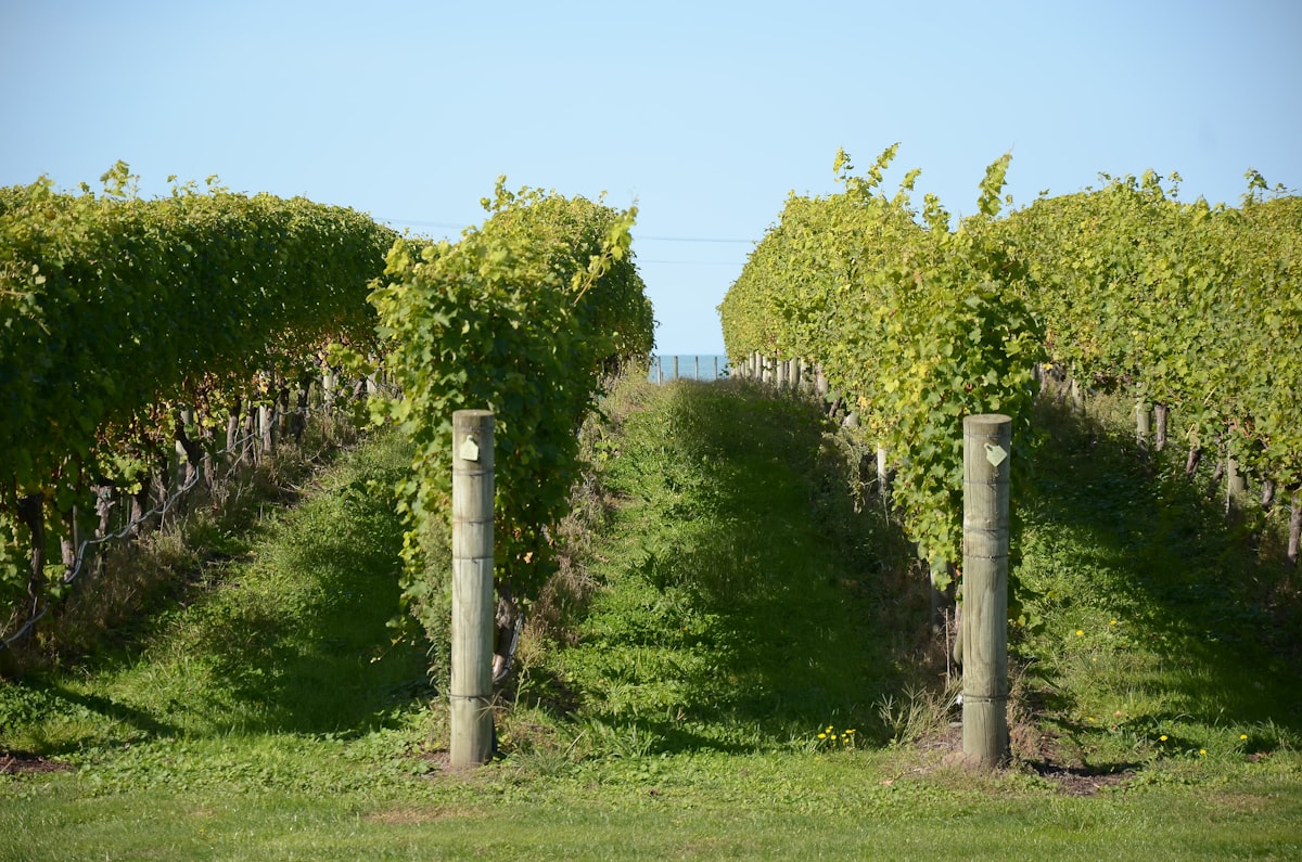 Grape vines under a clear blue sky
