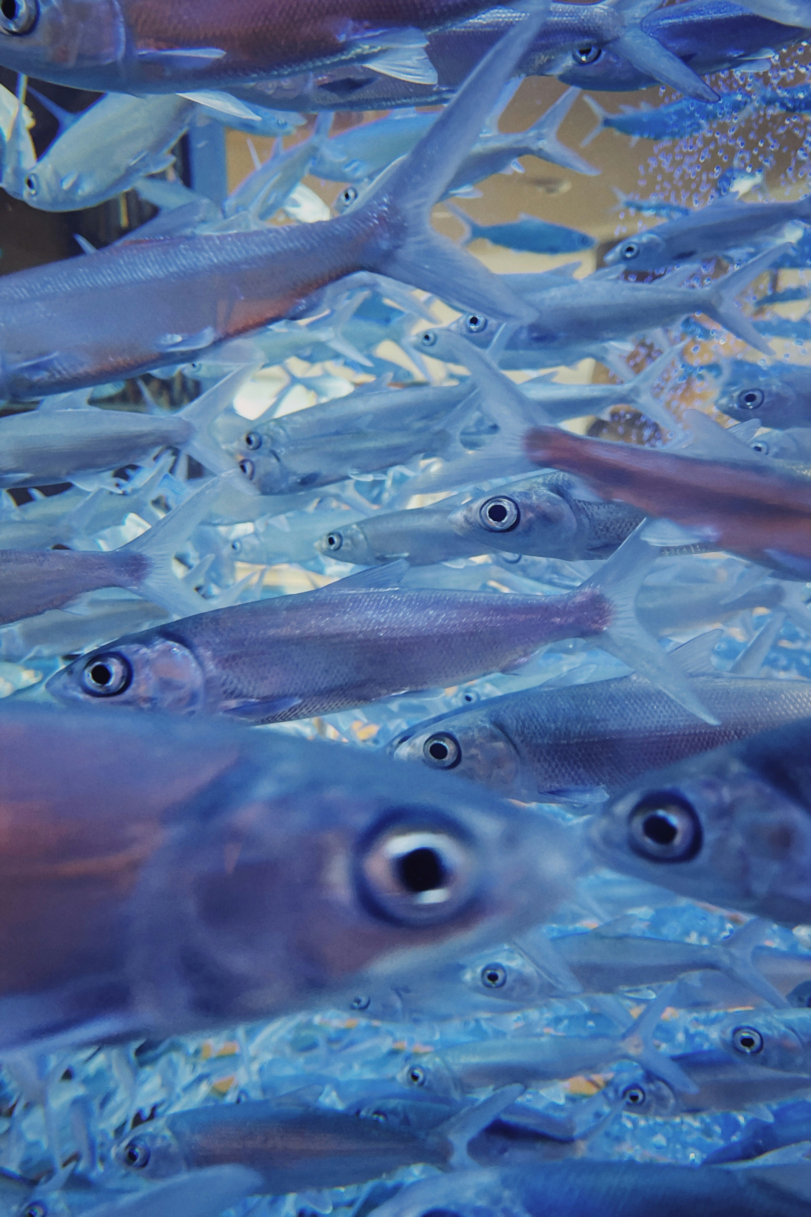 gray and black fish in water