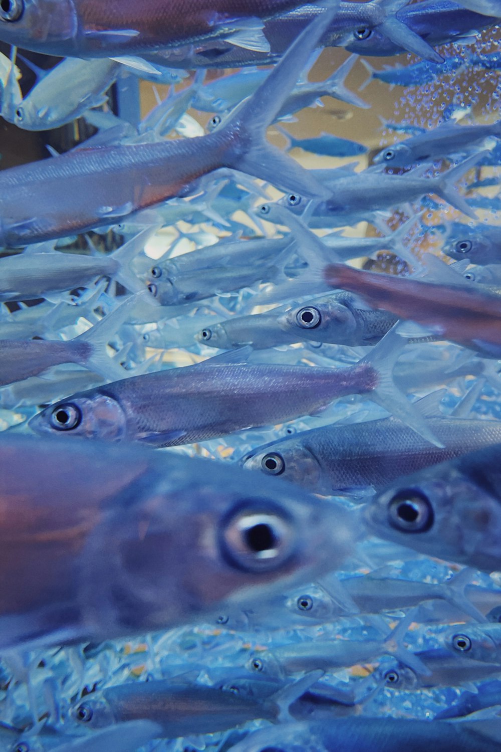 gray and black fish in water