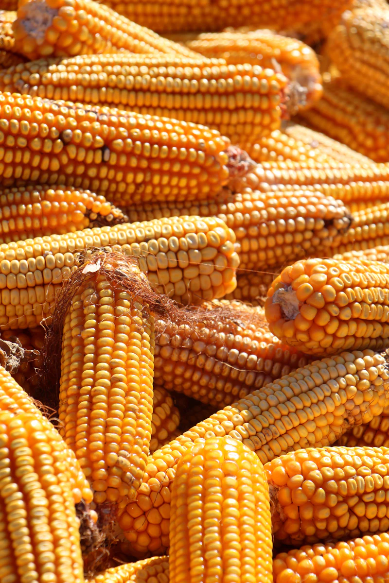 Grains & Cereals