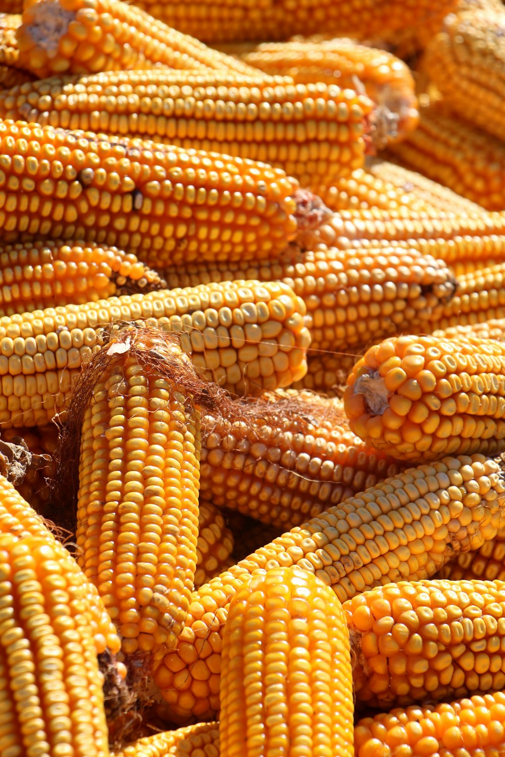 yellow corn in close up photography