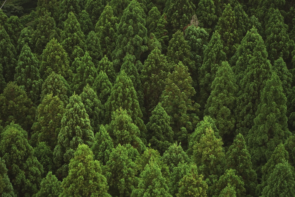 green trees in aerial view