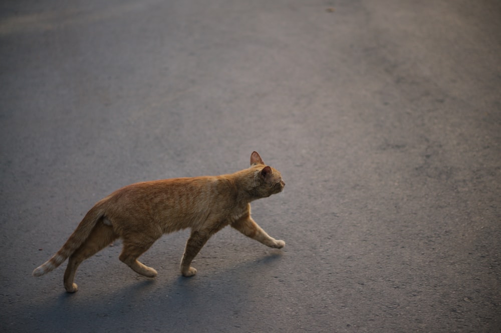 brown cat walking on gray asphalt road