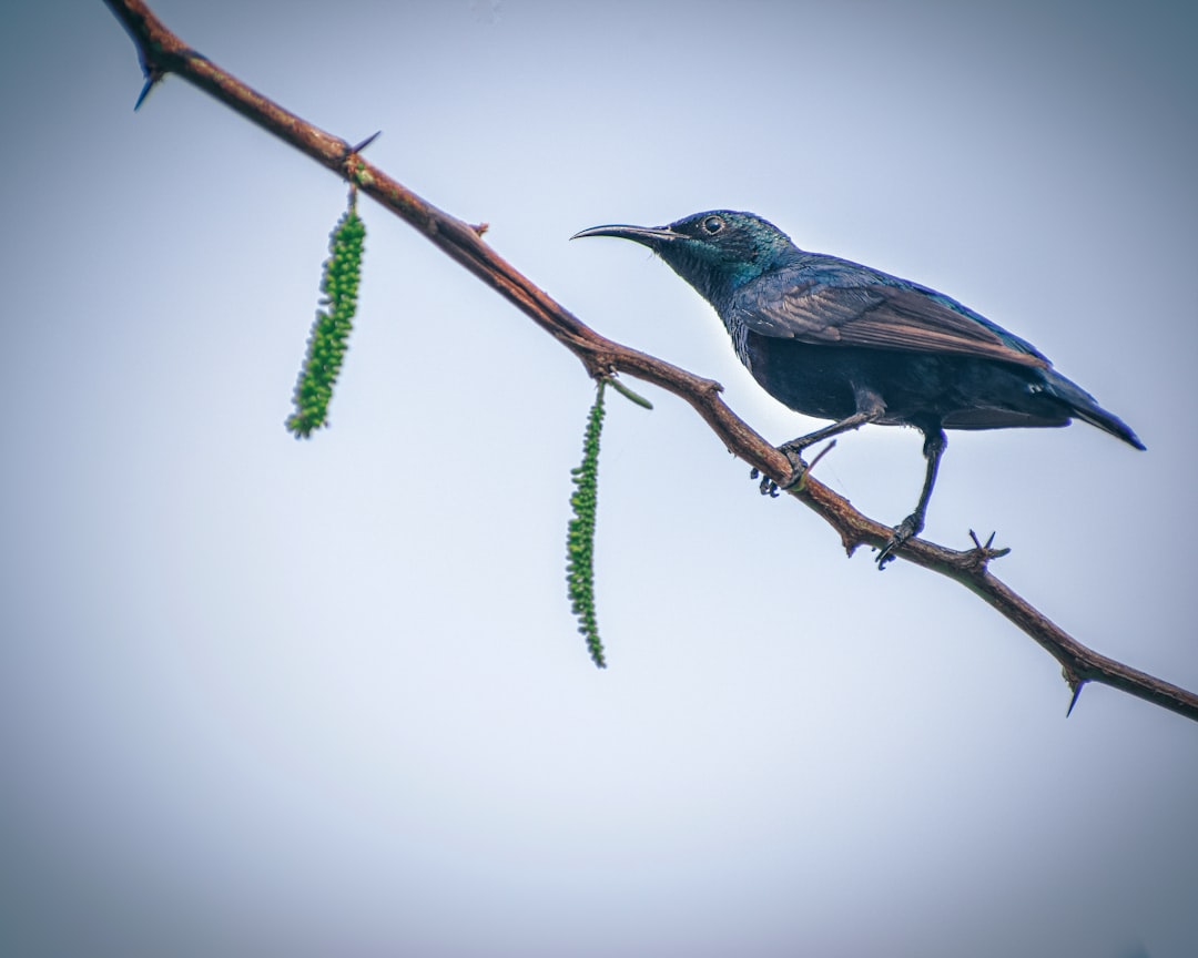 blue and black bird on brown tree branch