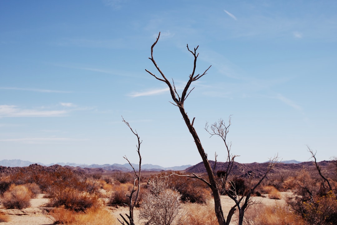 leafless tree on brown grass field during daytime