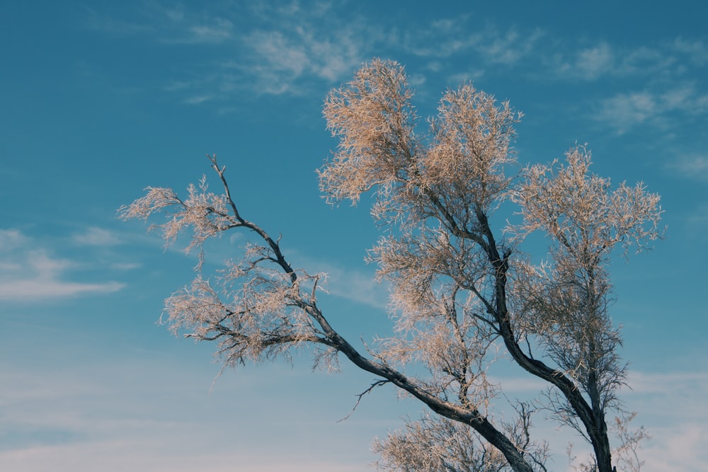 arbre à feuilles brunes sous le ciel bleu pendant la journée