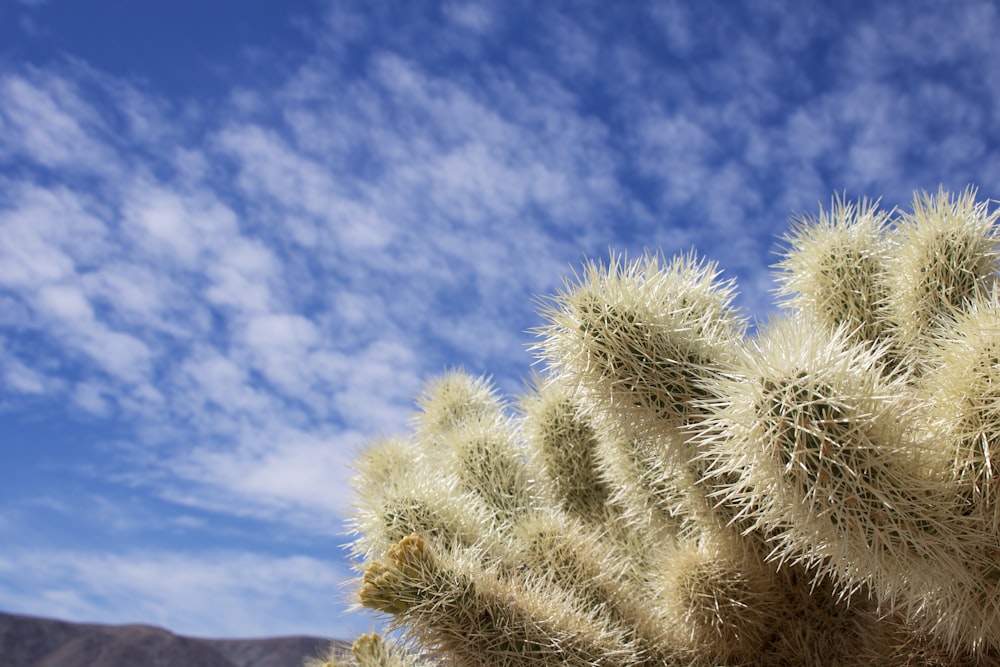 cactus verde bajo el cielo azul durante el día