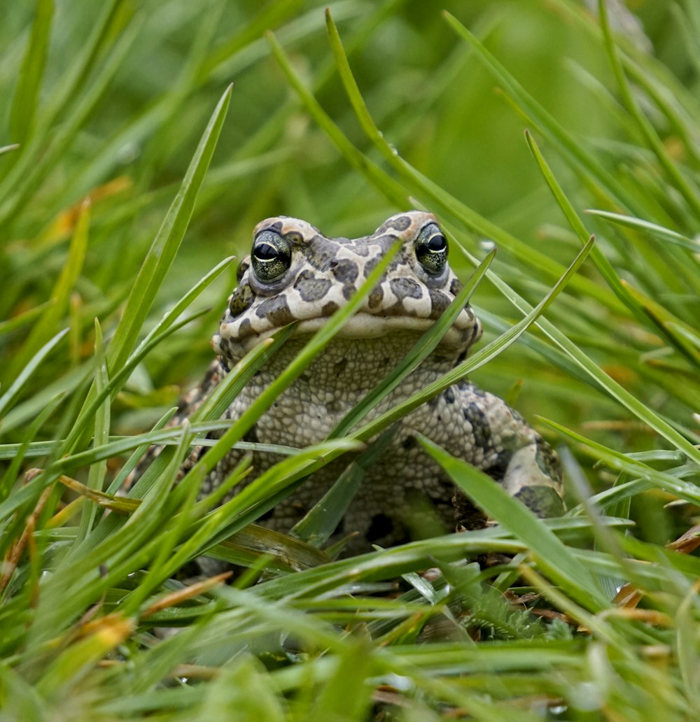 brown and white frog on green grass