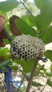 A close-up view of a wasp nest made of numerous hexagonal cells attached to a twig. The background is lush with green leaves, and someone is holding the twig.