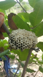 Close-up of a wasp nest being safely removed from a garden wall.