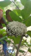 Close-up of a wasp nest being safely removed from an air chamber.