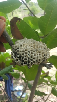 A close-up view of a wasp nest made of numerous hexagonal cells attached to a twig. The background is lush with green leaves, and someone is holding the twig.