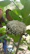 Close-up of a pest control specialist carefully inspecting a wasp nest near a house.