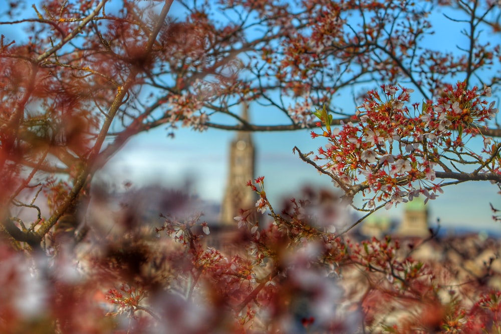 brown tree with red flowers