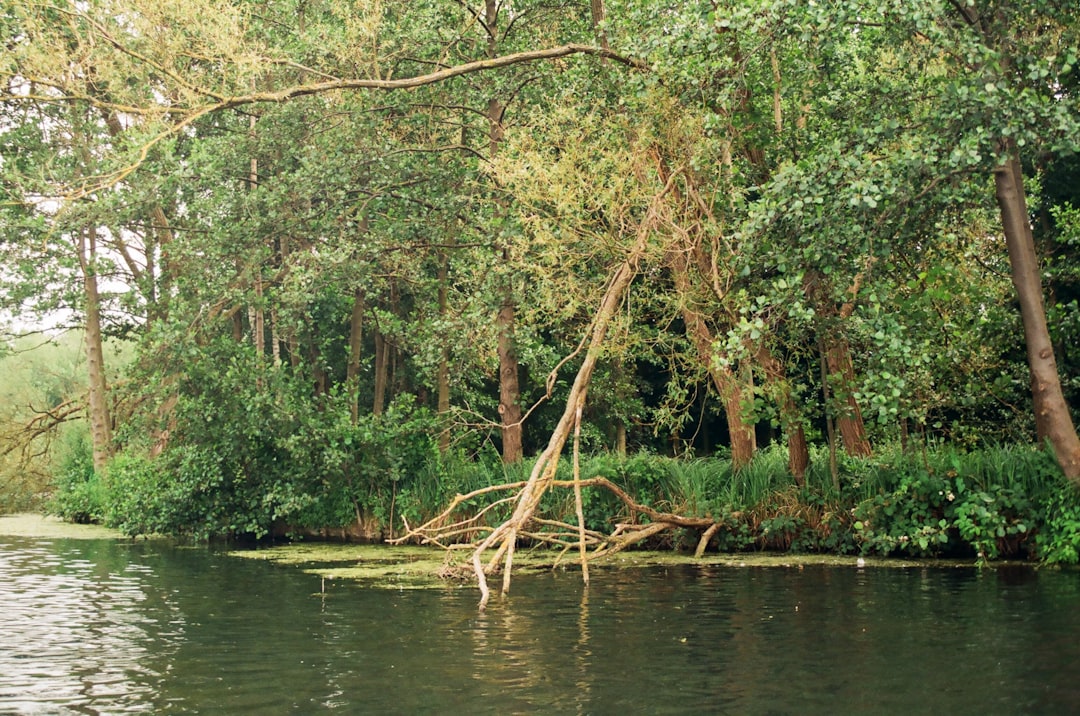 brown tree branch on body of water during daytime