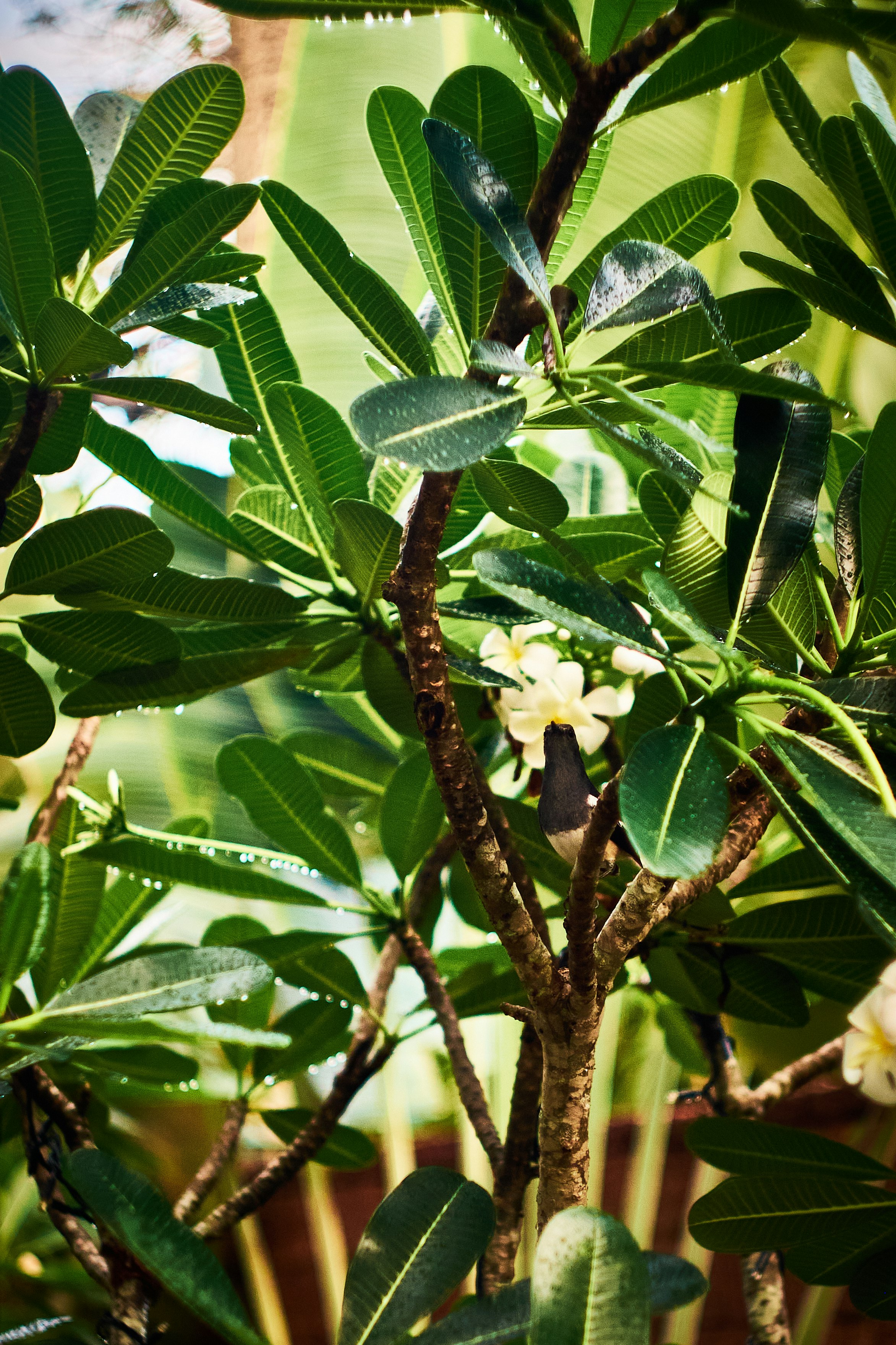 green leaves in tilt shift lens