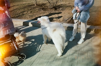 Two dogs, one large and fluffy and the other smaller, are on a paved pathway in a park. A person in white pants and a light blue top is holding the large dog's leash. Nearby, a stroller is partially visible, suggesting a casual park walk.