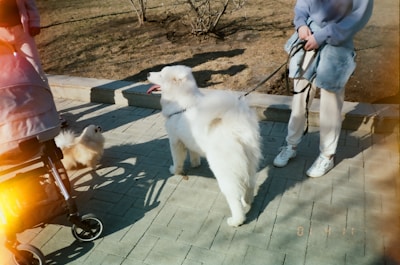 Two dogs, one large and fluffy and the other smaller, are on a paved pathway in a park. A person in white pants and a light blue top is holding the large dog's leash. Nearby, a stroller is partially visible, suggesting a casual park walk.